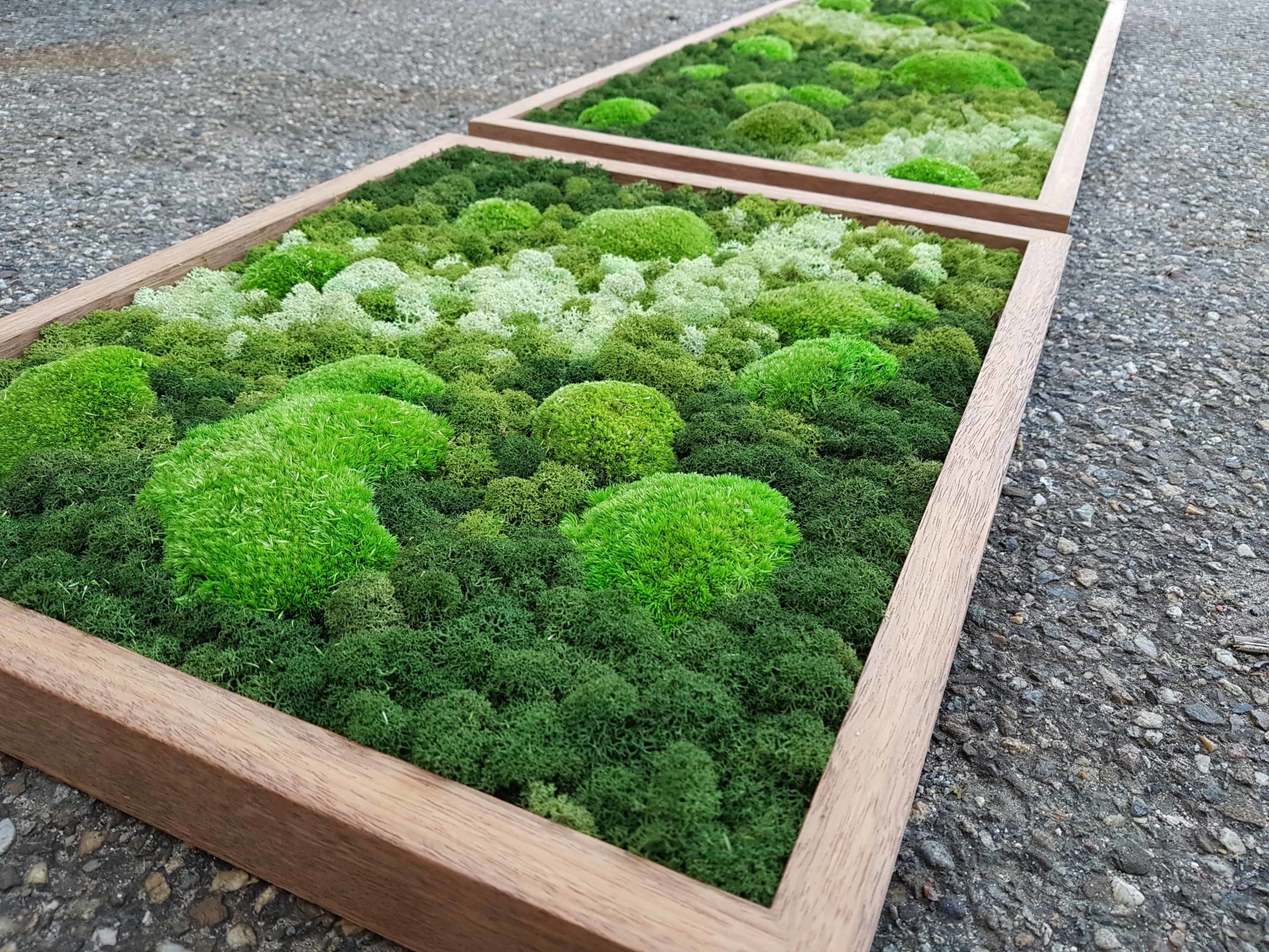 Mos kader: creatieve en duurzame decoratie - Moss Projects
